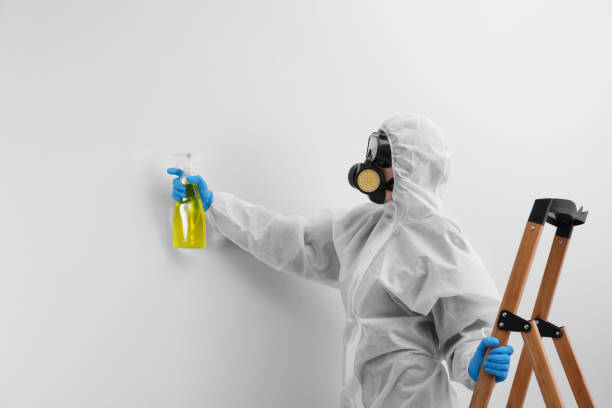 Best Black Mold Removal  in USA